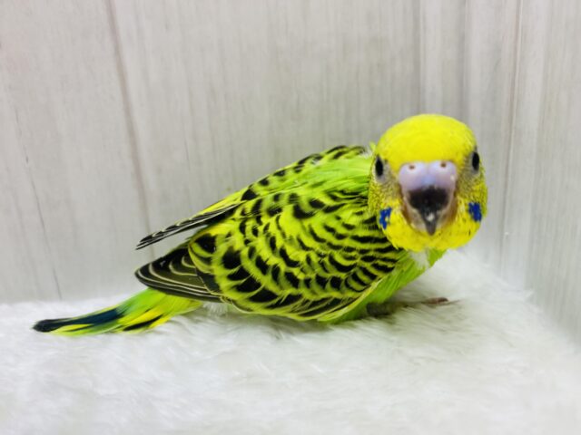 セキセイインコ