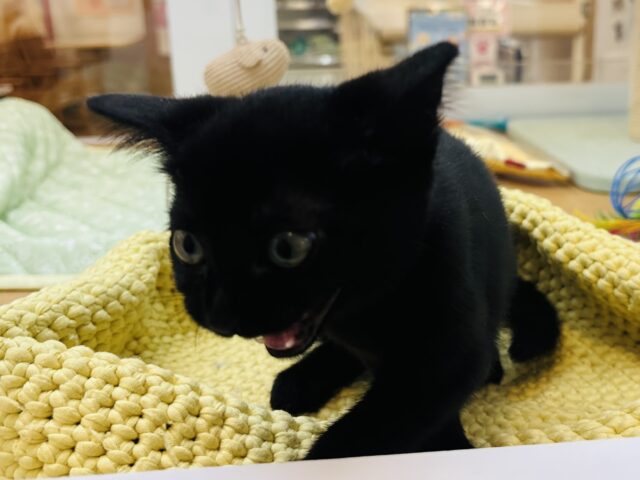 スコティッシュフォールド