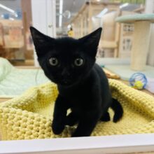 まっくろくろすけの美人ちゃん♥スコティッシュフォールドちゃん！