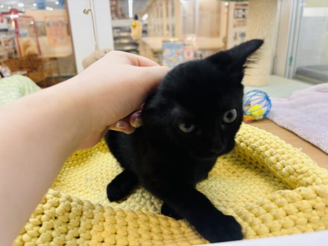 スコティッシュフォールド