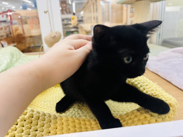 スコティッシュフォールド