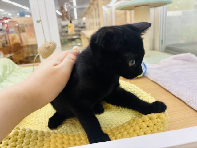 スコティッシュフォールド