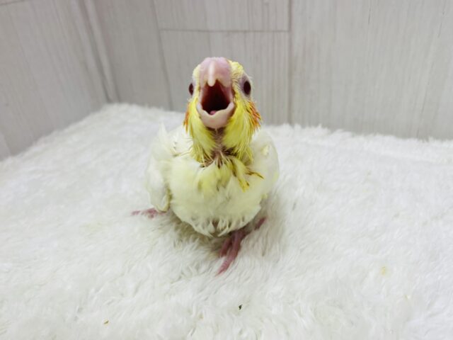 オカメインコ