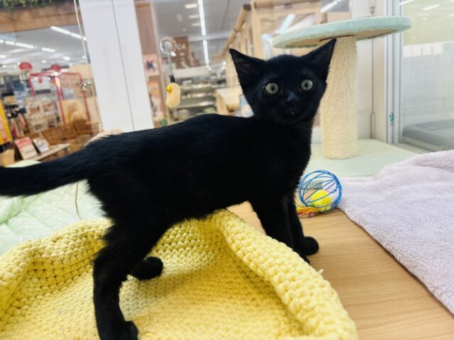 スコティッシュフォールド