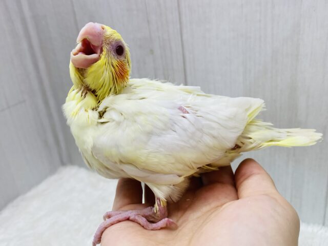 オカメインコ