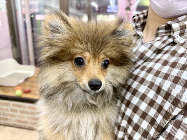 ポメラニアン