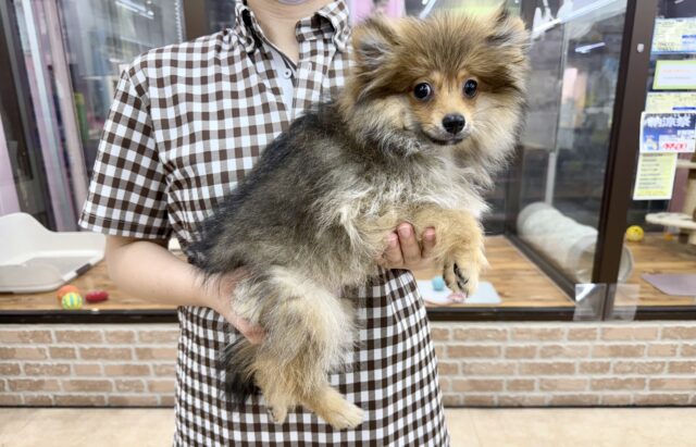 ポメラニアン