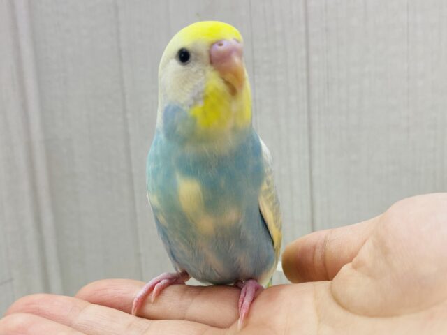 最新画像有ります❗️アピール合戦は負けません🔥💪セキセイインコのパステルレインボースパングルパイド🌟