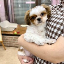 最新画像📸シーズー（ホワイト&ゴールド）女の子♪マイペースガール💕