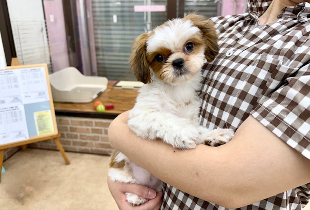 最新画像📸シーズー（ホワイト&ゴールド）女の子♪マイペースガール💕