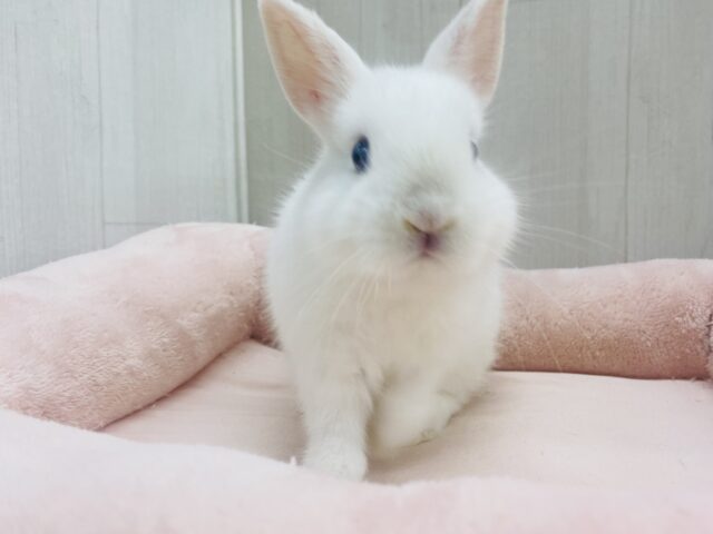 ネザーランドドワーフ