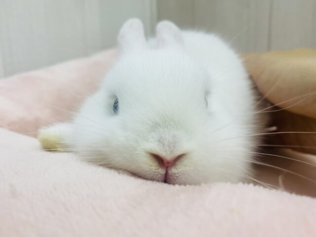 ネザーランドドワーフ