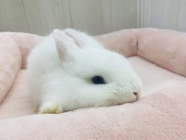 ネザーランドドワーフ