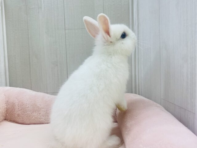 ネザーランドドワーフ