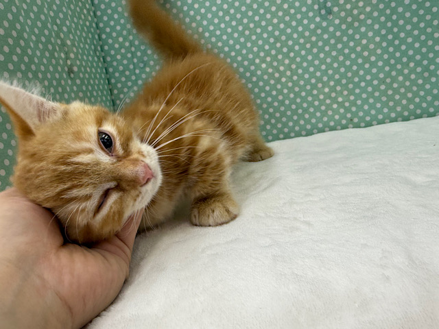 短いあんよ🐾お返事するよ〜💛たくさんスリスリ〜💗マンチカンの男のコきました✨ マンチカン