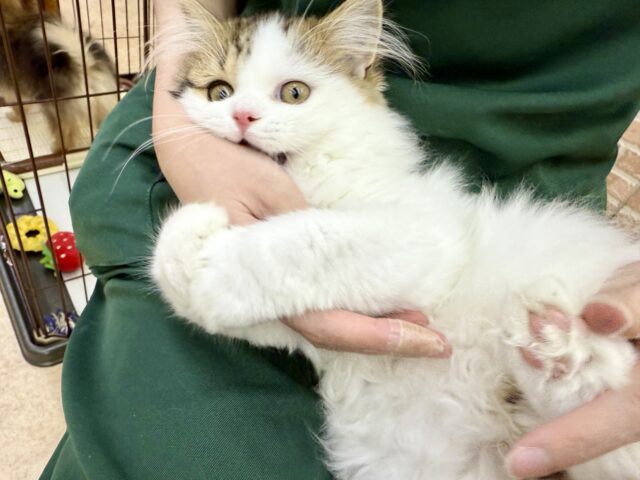 スコティッシュフォールド