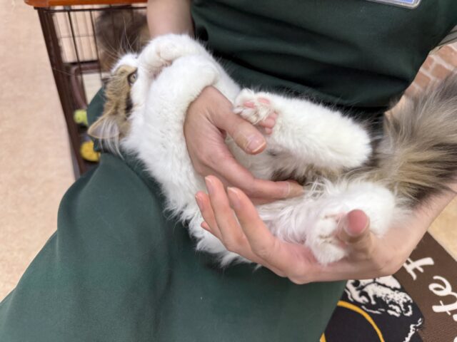 スコティッシュフォールド