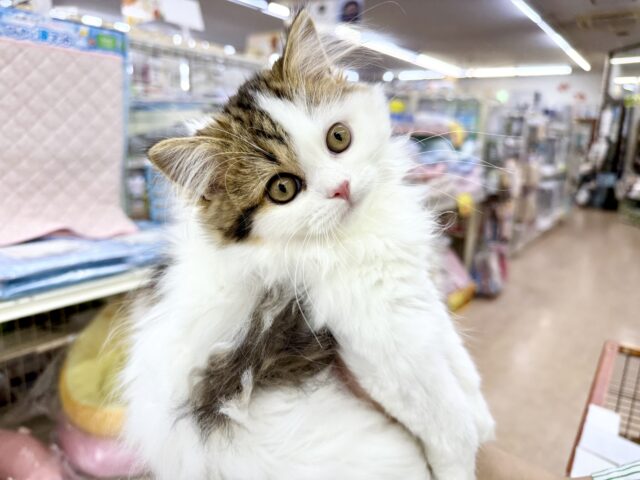 スコティッシュフォールド