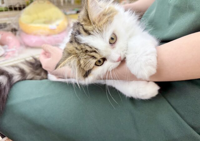 スコティッシュフォールド