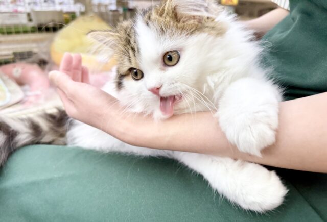 スコティッシュフォールド