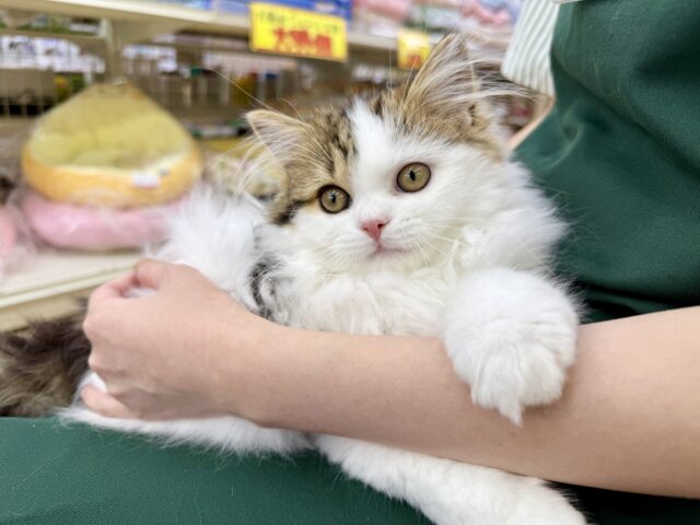 スコティッシュフォールド