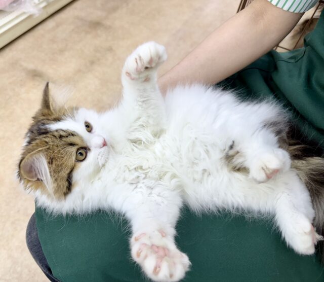 スコティッシュフォールド