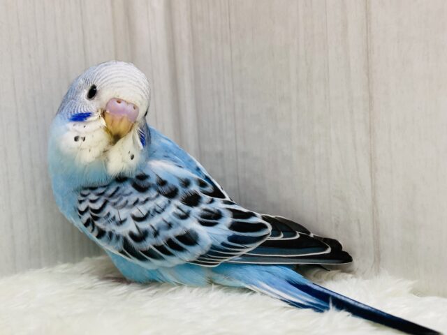 最新画像有ります⭐️チラッと見つめてくれる視線にメロメロです🥰セキセイインコのオパーリン💙