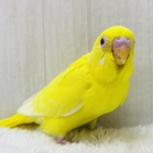 最新画像有ります⭐️色んなお顔を見せてくれちゃう子⁉️セキセイインコのルチノーカラー❤️