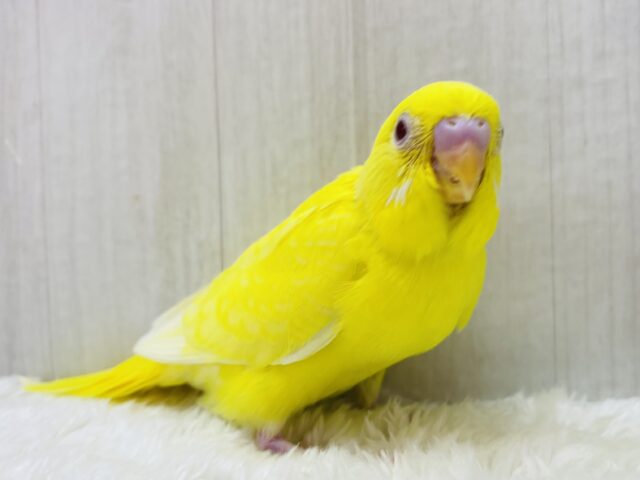 最新画像有ります⭐️色んなお顔を見せてくれちゃう子⁉️セキセイインコのルチノーカラー❤️