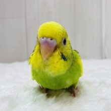 最新画像有ります❗️みんなでわちゃわちゃしちゃうよ〜🔆セキセイインコのパイド🌟