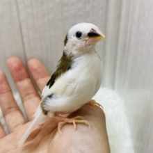 ナデナデ大好きなんですよ❤️十姉妹のおこめさん！！