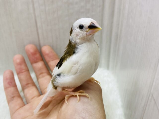 ナデナデ大好きなんですよ❤️十姉妹のおこめさん！！