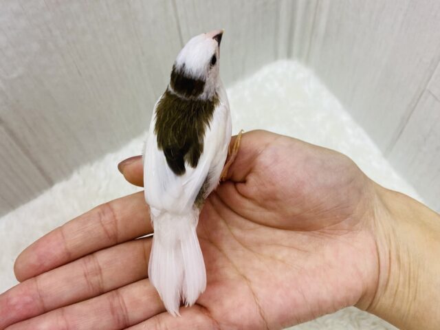 十姉妹（ジュウシマツ）