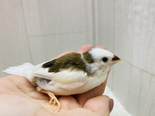 十姉妹（ジュウシマツ）