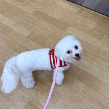 アイドル級💗人大好き甘え上手な💛ビション✖️チワワのMIX犬の女のコきました✨️