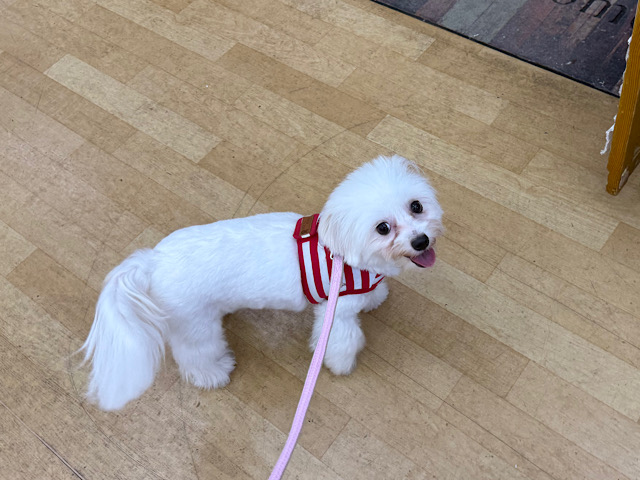 アイドル級💗人大好き甘え上手な💛ビション✖️チワワのMIX犬の女のコきました✨️