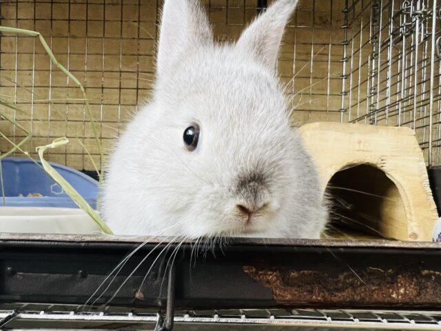 ネザーランドドワーフ