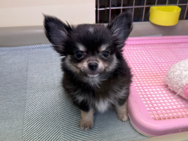 尻尾ブンブン💗嬉しくて嬉しくてもじもじしちゃう🤭チワワの男のコきました🌟 チワワ