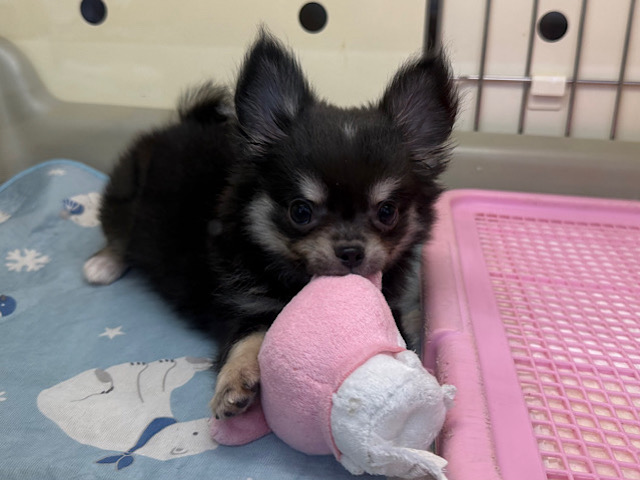 尻尾ブンブン💗嬉しくて嬉しくてもじもじしちゃう🤭チワワの男のコきました🌟 チワワ