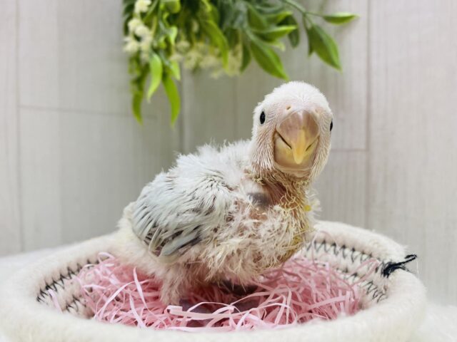 コザクラインコ（小桜インコ）