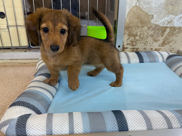 ミニチュアダックス