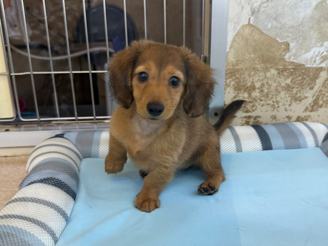 愛嬌たっぷりムチコロBODY🩷タレ目ちゃんなミニチュアダックスの女のコきました✨