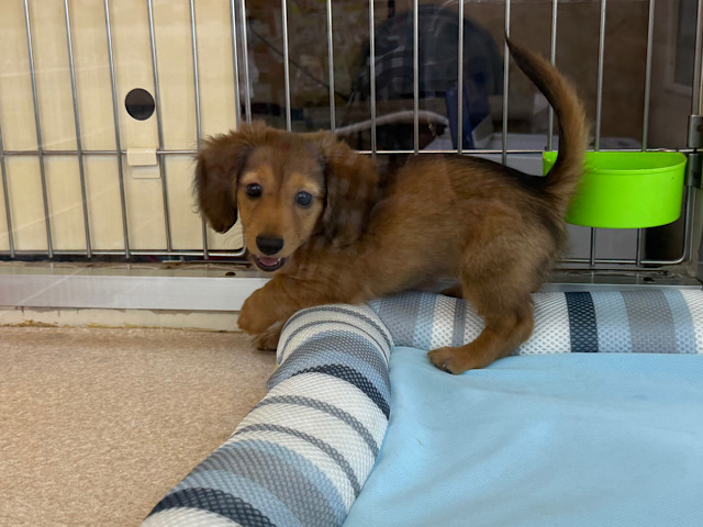 ミニチュアダックス