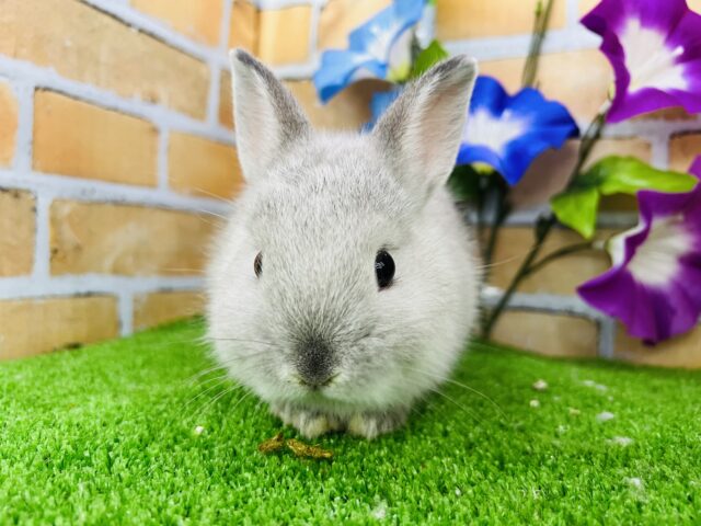 お鼻が黒いの♡可愛すぎるもちふわ🎵ネザーランドドワーフラビット☆