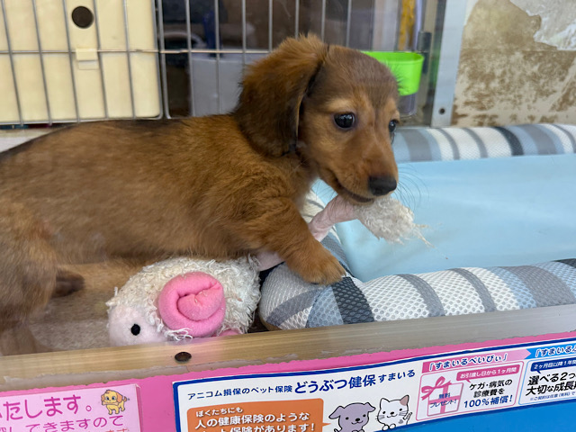 ミニチュアダックス