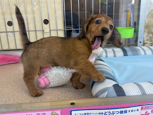 ミニチュアダックス