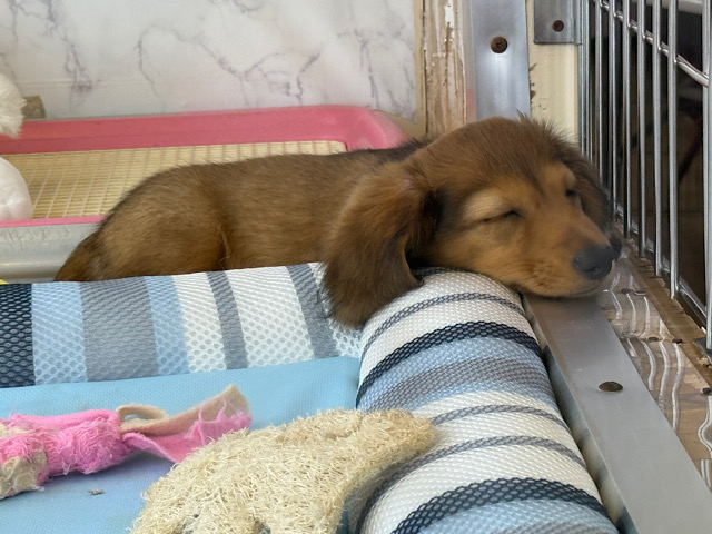 ミニチュアダックス