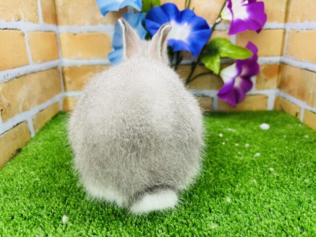 ネザーランドドワーフ