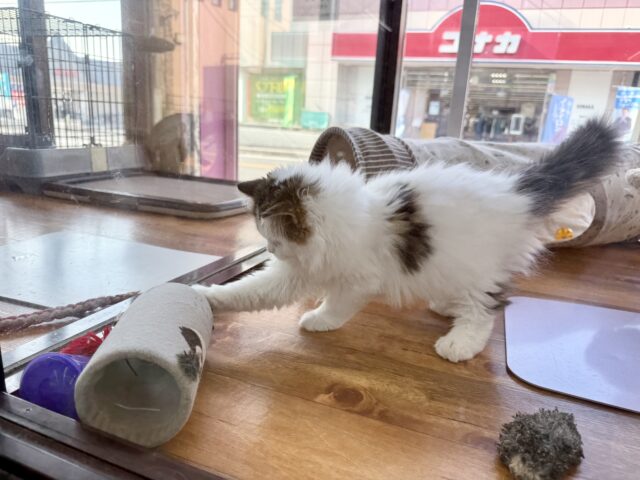 スコティッシュフォールド