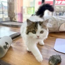 最新画像📸スコティッシュフォールド（ブラウンタビー&ホワイト）男の子♫ずっとゴロゴロしちゃう❤️